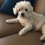 Paula Chiodo - @paulamchiodo - Instagram