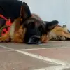 paula aguilar - @paula_collarcito - TikTok