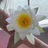 Paula Conea - @paulaconea - TikTok