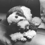 Paula Conlon - @poweredbyapartipoodle - Instagram
