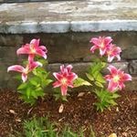 Paula Cookson Pelletier - @pjp50 - Instagram