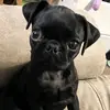 Roxy the Pug - @paula.copeland35 - TikTok