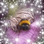 Paula Crossley - @paula.crossley50 - Instagram