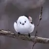 Birdie - @pauladabbs - TikTok