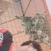 paular - @darwinpaular282 - TikTok