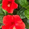 Paula Davidovich19 - @pghnana5 - TikTok