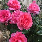 Paula Davison - @pauladavison - Instagram