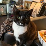 Paula Davison - @madamoiselle.coco.chanel.cat - Instagram