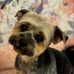 Paula Dodd - Facebook
