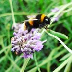 Paula Dodds - @aurora_paulaealis - Instagram