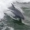 Paula Nanette Thomasina Downes - @paula.nanette.tho - TikTok