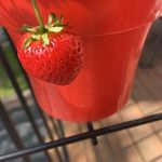 Paula Downs - @paula.downs1973 - Instagram