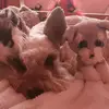 Paula Eakins 😊 - @paula.eakins - TikTok