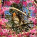 Paula Elmer - Facebook