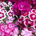Paula Elms - Facebook
