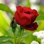Paula Ene - Facebook
