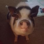 Paula  Eno - @iggysmom71 - Instagram