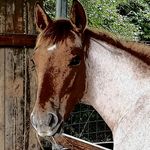 PEPPERSON'S QUARTER HORSES - @paulaepperson - Instagram