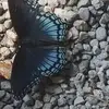 paulaevers375 - @beingpevers - TikTok