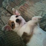 Paula Fogle-green - @foglegreen - Instagram