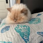 Paula Fortner - @paulabottoms1957 - Instagram