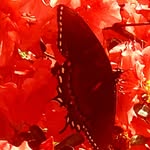 paulafranks72 - @dashernroc - Instagram