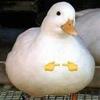 Paula Gates - @sexual_hookup.see.meukc - TikTok