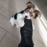 Paula Geier - @biewer_yorki_emma_family - Instagram