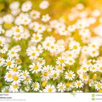 Paula Geiger - Facebook