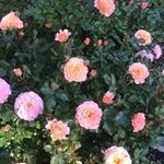 Paula Gerber - @paulalgerber - Instagram