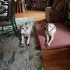 paulagilesflorio1 - @paulagilesflorio1 - TikTok