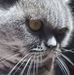 Paula Griffiths - Facebook