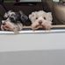 Paula Penn Handler - Facebook