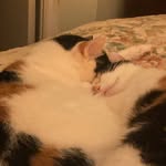 Paula Hardeman - @hauntedpablo - Instagram