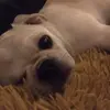 Paula Harkin - @paulah488 - TikTok