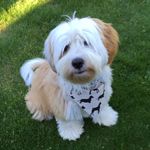 Paula Haynes - @livvi_s_pet_accessories - Instagram