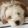 Paula Haynes - @paulahaynes - TikTok