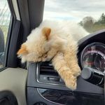Paula Heaton - @heaton3933 - Instagram