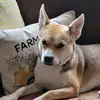 Paula Hedrick - @josiestailsforhope - TikTok
