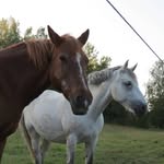 Paula Rämä - @paula_heppailu - Instagram