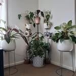 Paula Johnstone - @johnstone2469 - Instagram