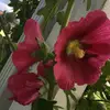 Pàúlãkee - @paula_olen14 - TikTok