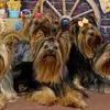anapaulakohlrausch - @anapaulakohlrausc - TikTok
