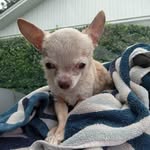 Paula Holcombe Koonce - @puppykoonce_77 - Instagram