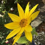 Paula Lamb - @paulalamb6 - Instagram