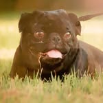 Paula Larkin - @pugmom0868 - Instagram
