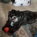 Paula Lavender - @a12iggymom - Instagram