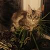 Luna😺 - @paula.leyy - TikTok