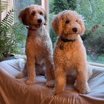 Paula Luke - @bowie_lulu - Instagram