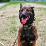 Paula_Malinois - @paula_malinois - Instagram